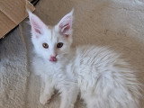 Chatons Maine Coon adorables à vendre