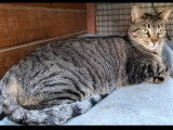 Chatte adulte gris tigr&eacute; &agrave; adopter en association