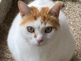 Charly, chat blanc et roux &agrave; adopter en association