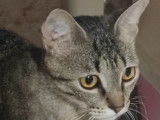 Kira, chatte gris tigr&eacute; &agrave; adopter en association