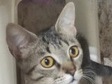 Kira, chatte gris tigr&eacute; &agrave; adopter en association