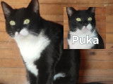 Puka, gentille chatte &agrave; adopter en association