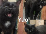 Yao, chat senior &agrave; adopter en association