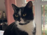Yuumi, chatte noir et blanc &agrave; adopter en association