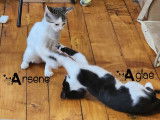 Agla&eacute;, chatonne &agrave; adopter par association