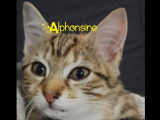 Alphonsine, chatonne &agrave; adopter par association