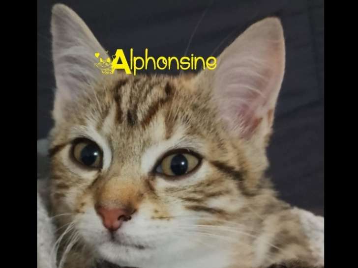Alphonsine, chatonne à adopter par association