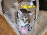 Antonia, chatonne &agrave; adopter par association
