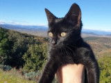 Disponible &agrave; l'adoption : chaton femelle noir