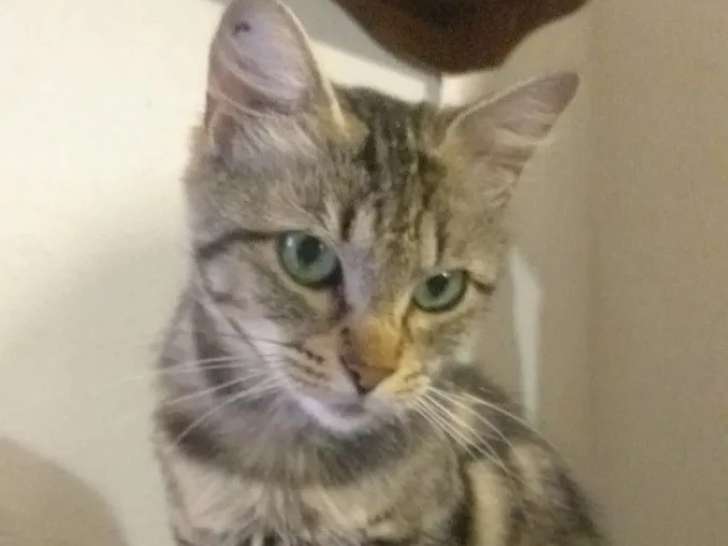 En attente d’un foyer : chatte tigrée grise