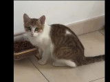 Adoption disponible : chaton m&acirc;le marron et blanc