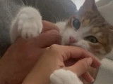 Adoption disponible : chaton m&acirc;le marron et blanc