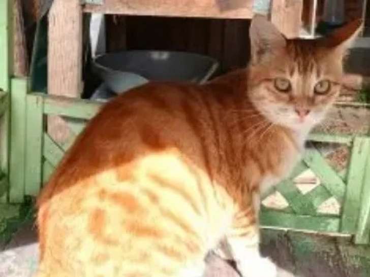 Chaton femelle roux et blanc à adopter