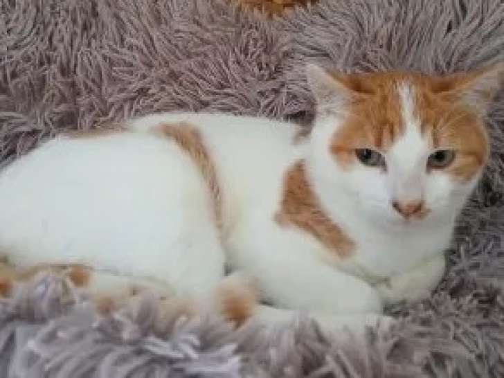 Chaton mâle de 7 mois disponible à l'adoption