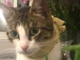 Chat de 7 ans &agrave; accueillir