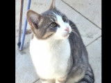 Adoption disponible : chat tigr&eacute; blanc