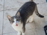 Adoption disponible : chat tigr&eacute; blanc
