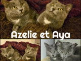 Adoptions disponibles : chatonnes grises