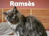 En attente d'une famille : chat Maine Coon gris