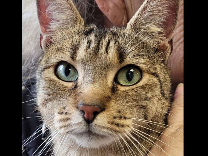 En quête d'un foyer : chatte tigrée