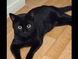 Adoption disponible : chat de couleur noire