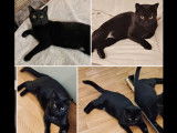 Adoption disponible : chat de couleur noire