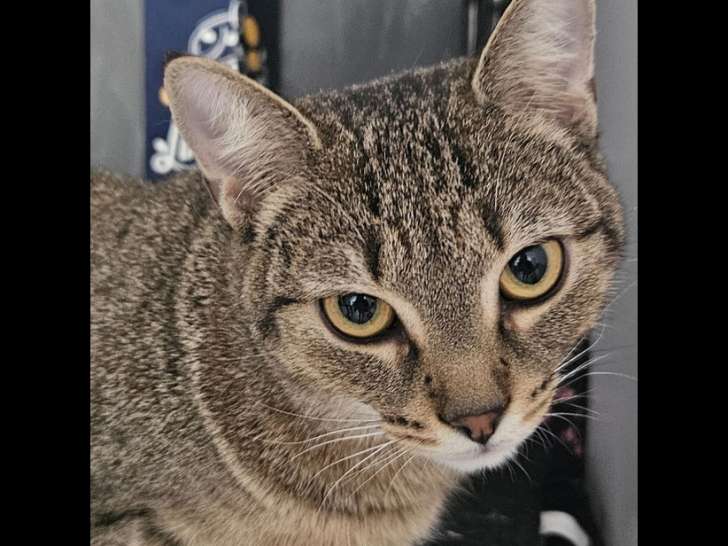 Chaton femelle de 8 mois à adopter