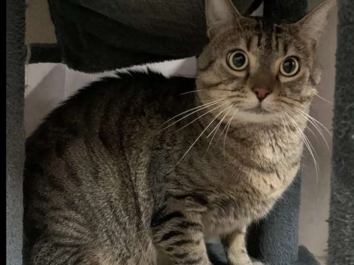 À adopter, chat au pelage tigré