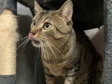 À adopter, chat au pelage tigré