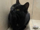En qu&ecirc;te d'une famille, chatte noire
