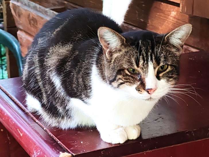 Ophélie, chatte à adopter en association