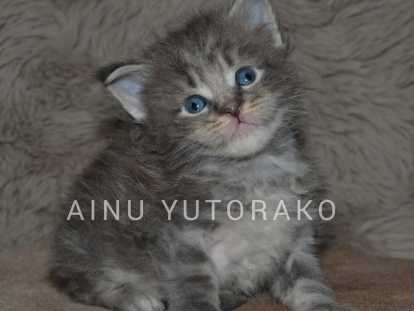 Chatons de race Maine Coon &agrave; vendre (2 femelles & 4 m&acirc;les)