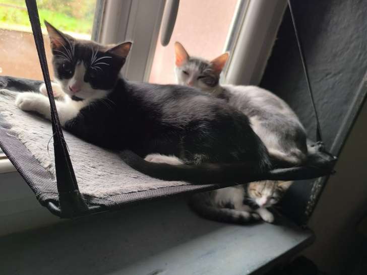 Pete et Mika, chatons à adopter ensemble en association