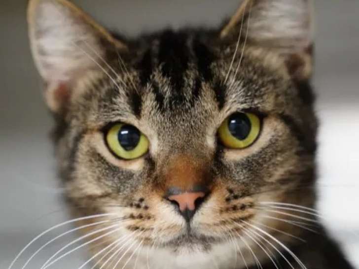 Adoption disponible : chat âgé d’un an