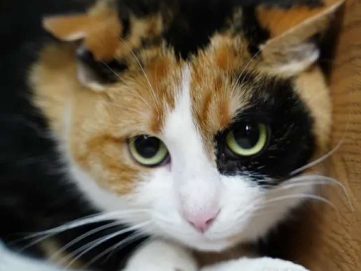 À la recherche d’une famille, chatte tricolore