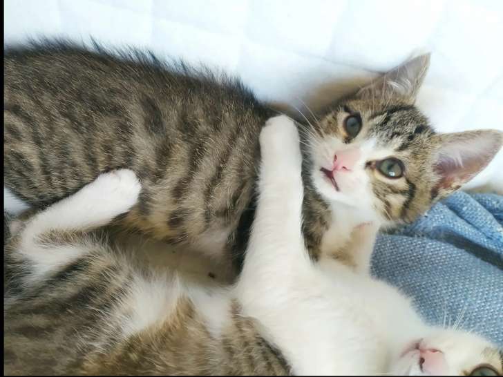 À la recherche d’un foyer : chaton mâle tigré blanc