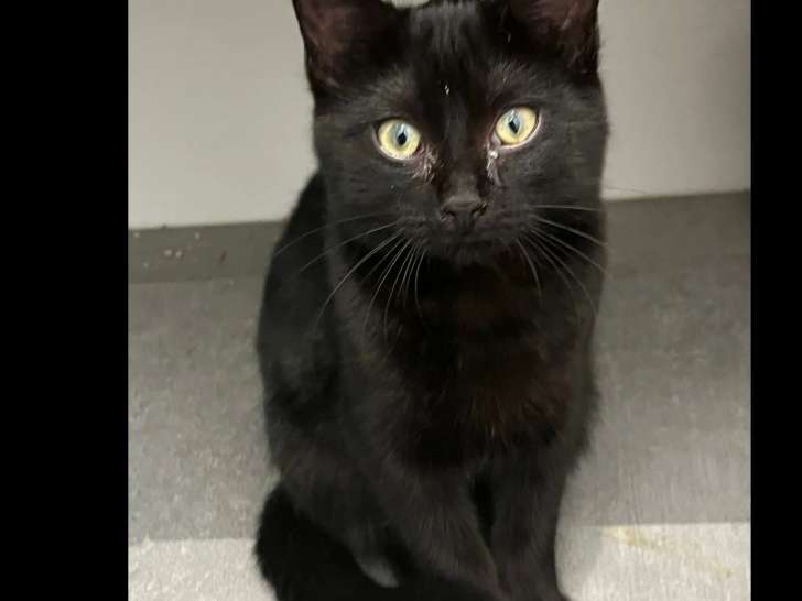 Chaton femelle de 4 mois disponible à l'adoption