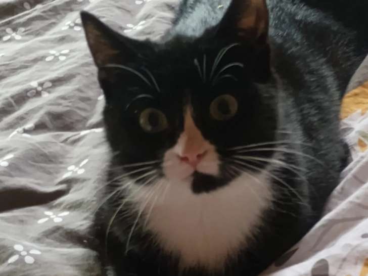 Chaton femelle noir et blanc en attente d’un foyer