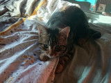 Chaton m&acirc;le tigr&eacute; &agrave; accueillir