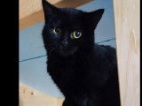 Chatonne noire en qu&ecirc;te d&rsquo;un foyer