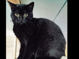 Chatonne noire en qu&ecirc;te d&rsquo;un foyer