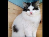 Adoption disponible : chaton m&acirc;le tigr&eacute; blanc