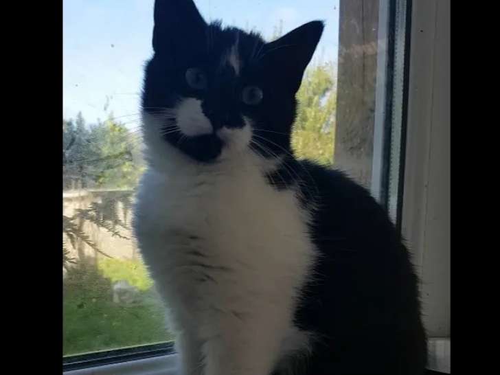 Disponible à l'adoption, chaton mâle noir et blanc