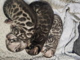 Chatons Bengal &agrave; vendre