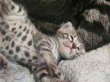 Chatons Bengal à vendre