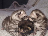 Chatons Bengal à vendre