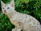 &Agrave; vendre, 6 chatons Bengals LOOF