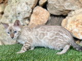 &Agrave; vendre, 6 chatons Bengals LOOF