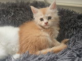 Chatons Maine Coon à vendre