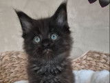 1 chaton m&acirc;le Maine Coon noir LOOF de novembre 2025 &agrave; vendre